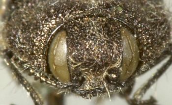 Media type: image;   Entomology 24408 Aspect: head frontal view